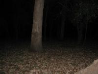 Chicago Ghost Hunters Group investigates Robinson Woods (180).JPG